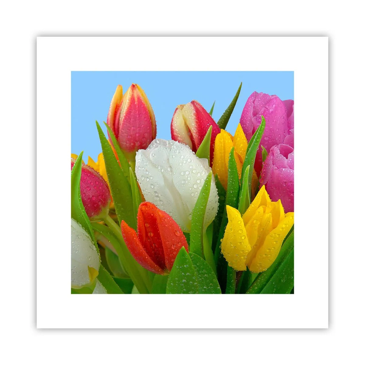 Poster - Fiori multicolori nella rugiada - 30x30 cm