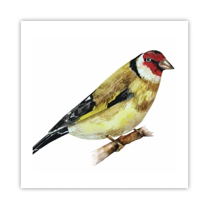 Poster - Ritratto di uccello - 50x50 cm