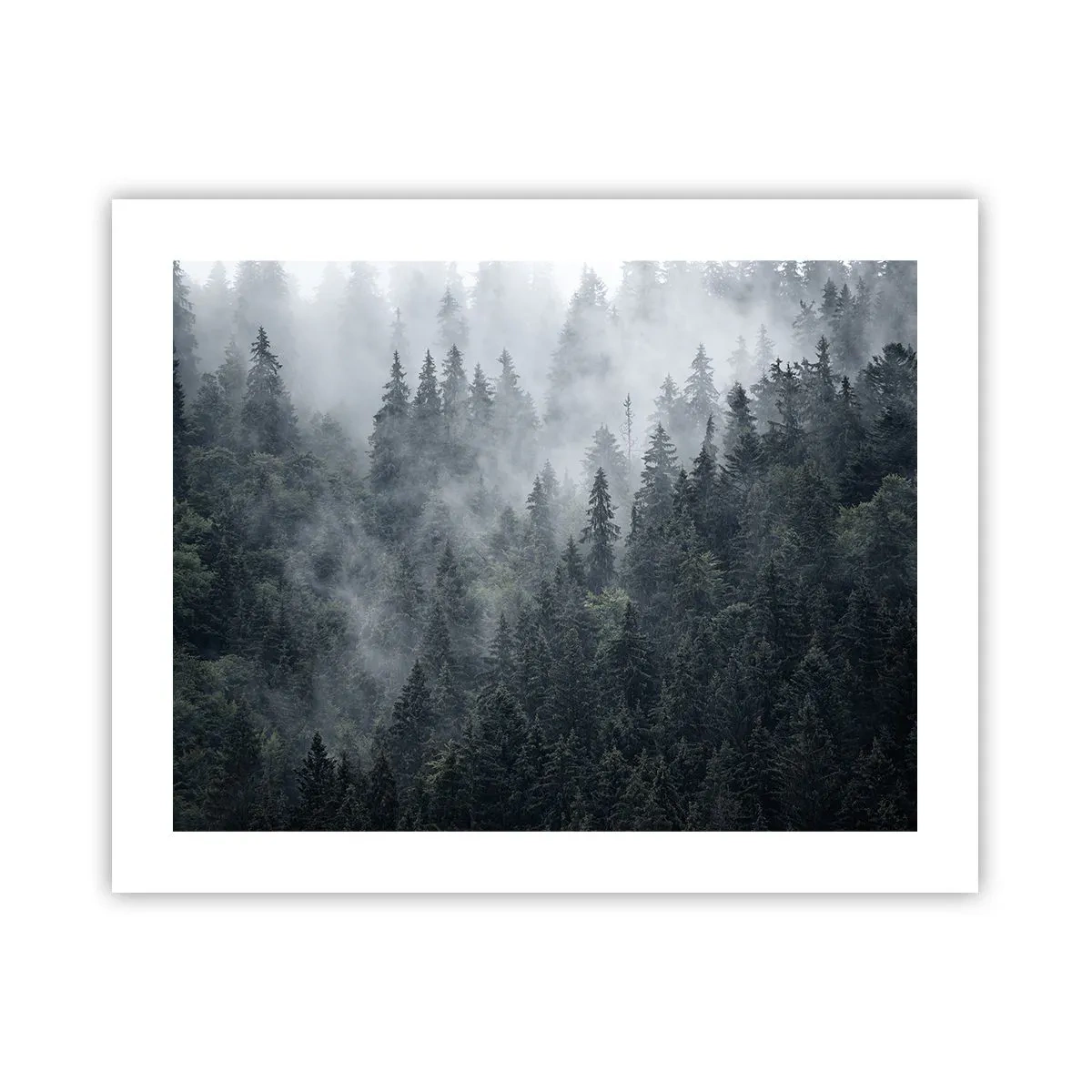 Poster - Alba nel bosco - 50x40 cm