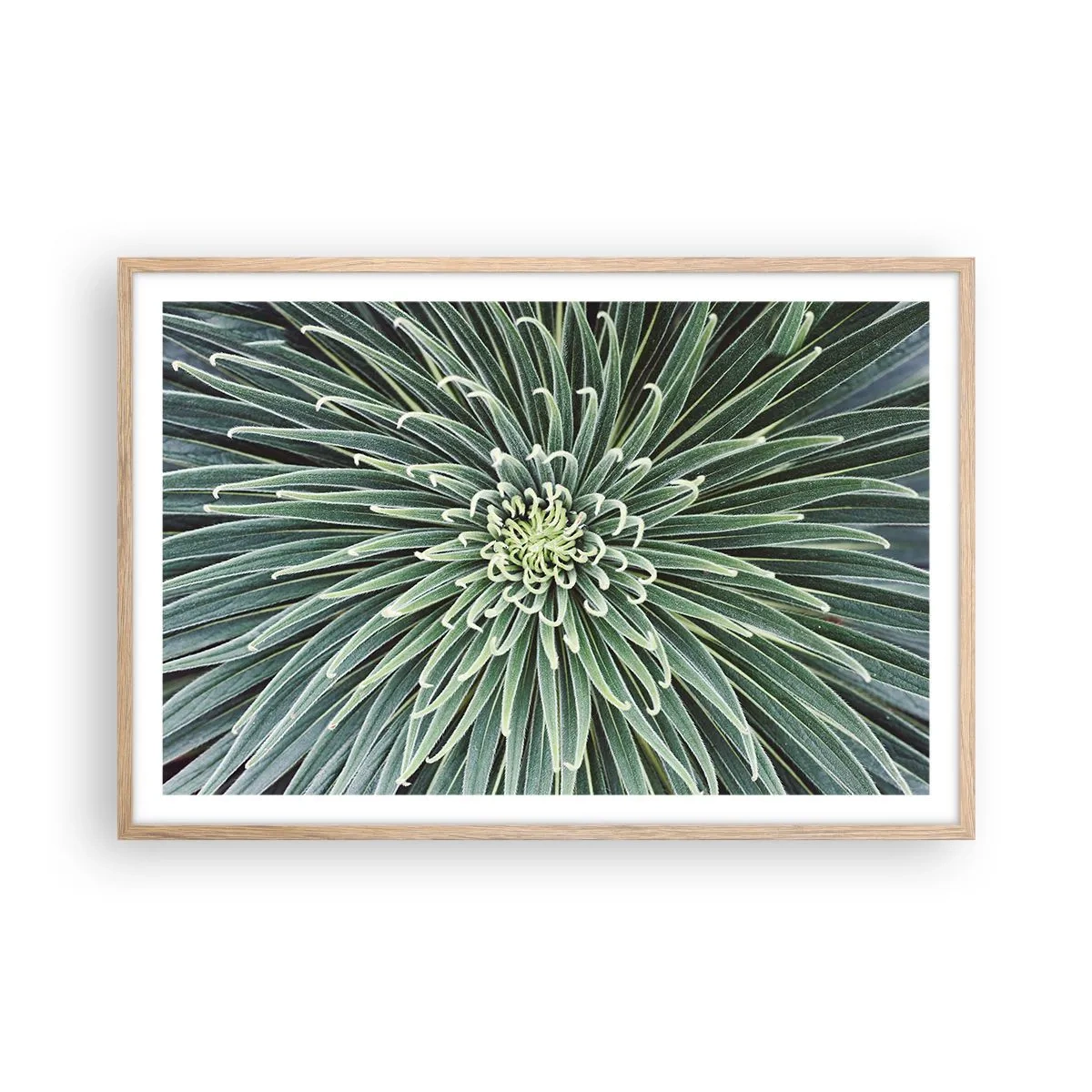 Poster in cornice rovere chiaro - La nascita delle stelle - 91x61 cm