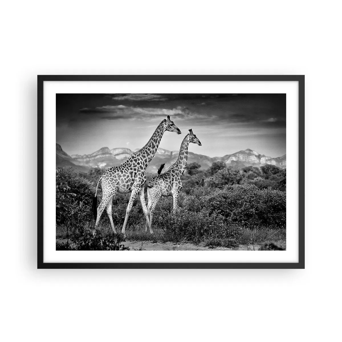 Poster in cornice nera - Sagome in bianco e nero di due giraffe nella savana - 70x50cm - Alta classe in Africa - Decorazione murale moderna per soggiorno e camera da letto ARTTOR