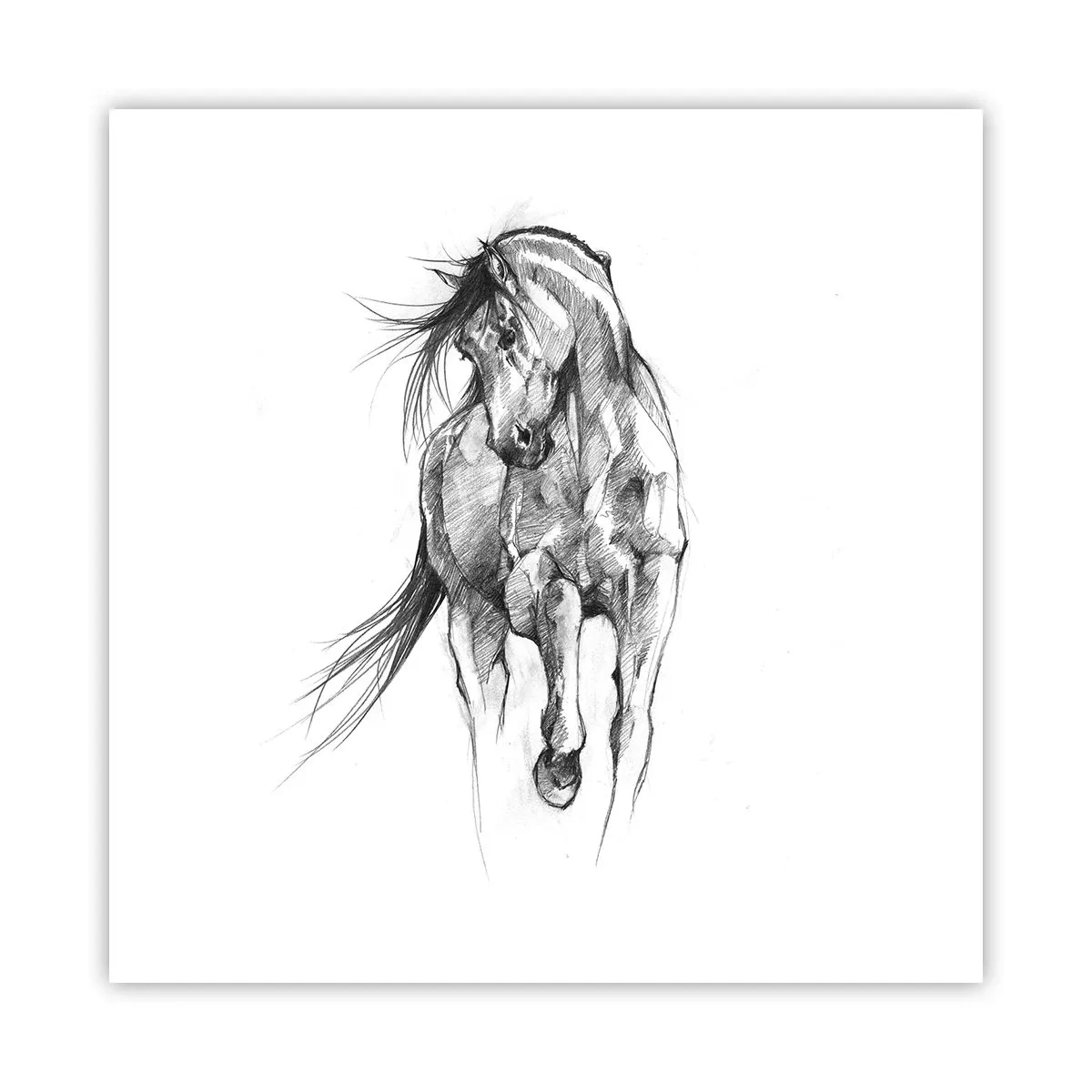 Poster - Trotto aggraziato - 50x50 cm