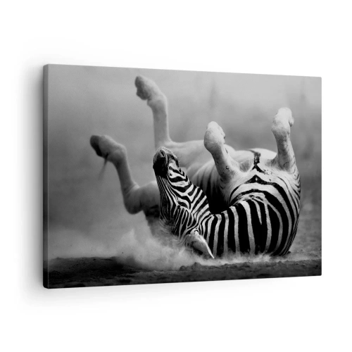 Quadro su tela - Stampe su Tela - Una zebra bianca e nera che rotola nella sabbia - 70x50cm - Morire dal ridere - Decorazione murale moderna per soggiorno e camera da letto ARTTOR