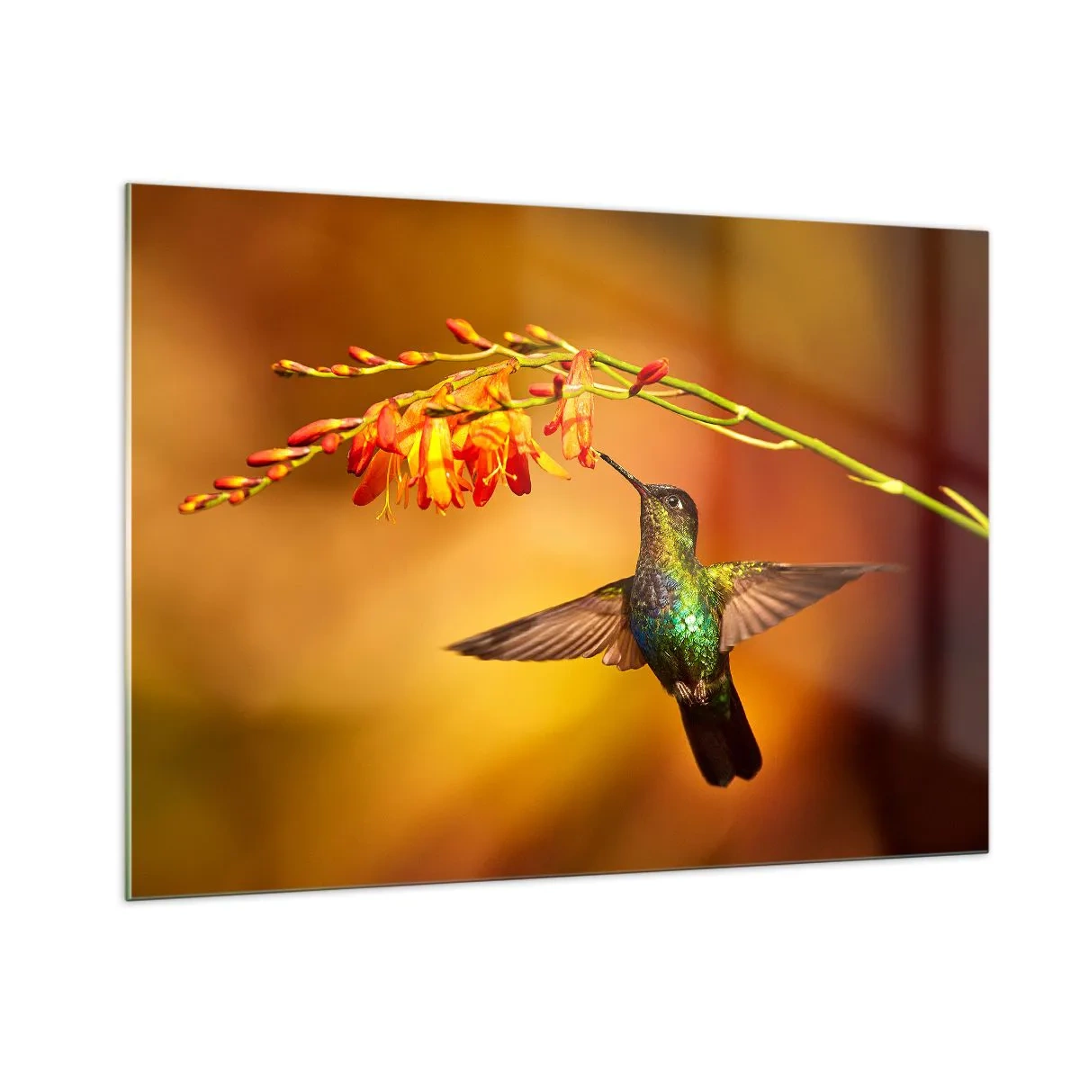 Quadro su vetro - Colibrì tra i fiori in un bagliore dorato - 100x70cm - Messaggero di luce secondo i Maya - Decorazione murale moderna per soggiorno e camera da letto ARTTOR
