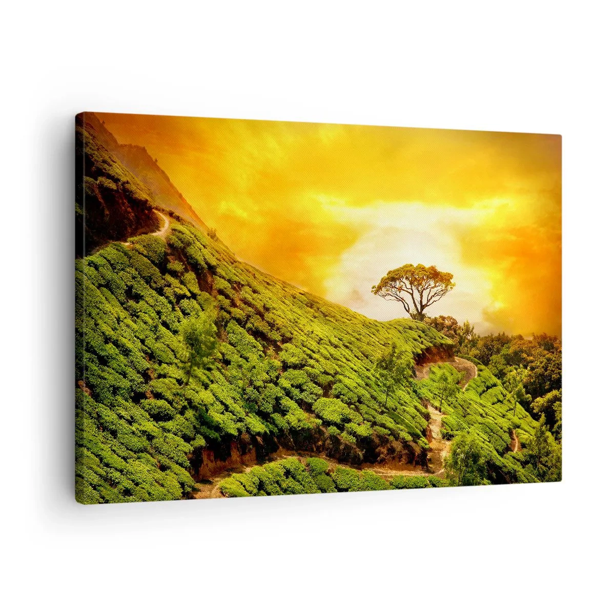 Quadro su tela - Stampe su Tela - Verdi colline di piantagioni di tè al tramonto - 70x50cm - Sentiero tortuoso, pendio verde - Decorazione murale moderna per soggiorno e camera da letto ARTTOR