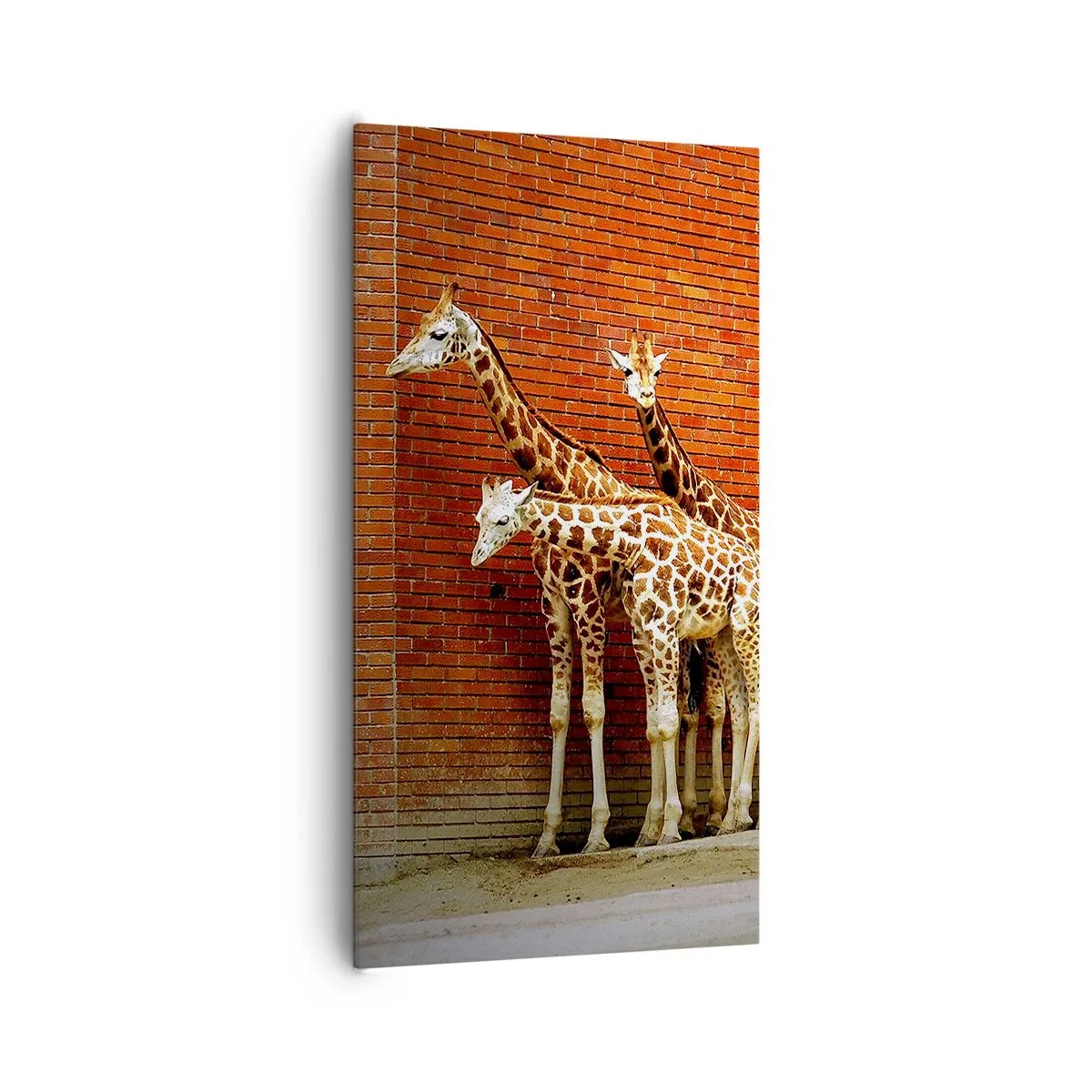 Quadro su tela - Stampe su Tela - Vedete qualche acacia? - 65x120 cm