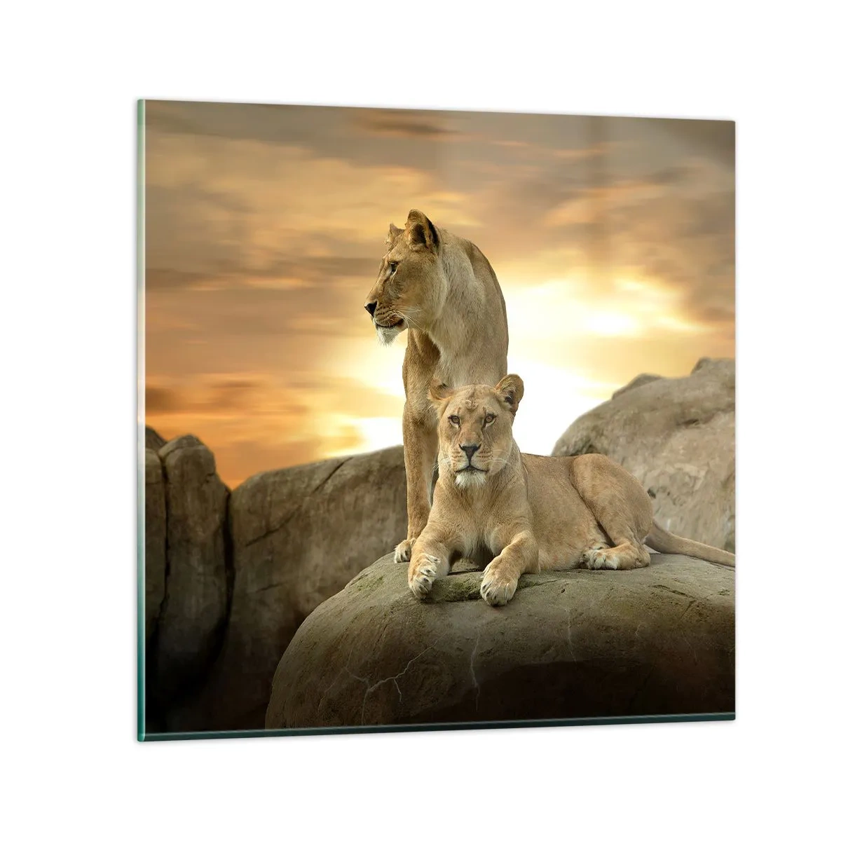 Quadro su vetro - Maestà reale - 60x60 cm