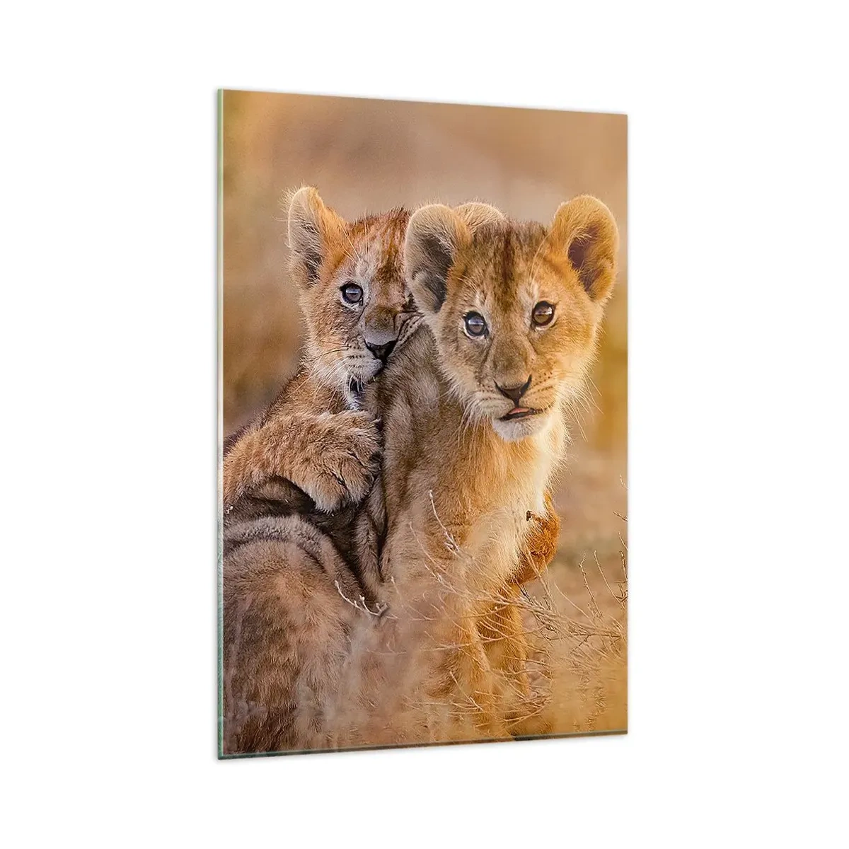 Quadro su vetro - Adorabili cuccioli di leone nel loro ambiente naturale - 80x120cm - Non disturbare! Giochiamo - Decorazione murale moderna per soggiorno e camera da letto ARTTOR