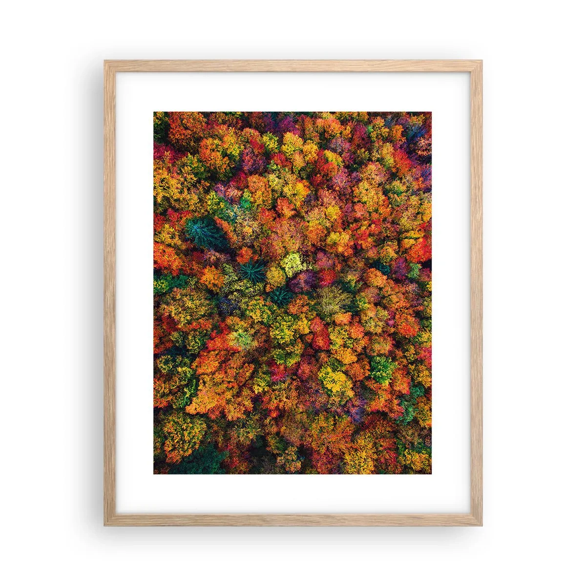 Poster in cornice rovere chiaro - Il bouquet degli alberi d'autunno - 40x50 cm