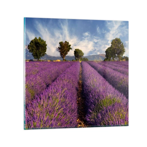 Quadro su vetro - Campi di lavanda - 70x70 cm