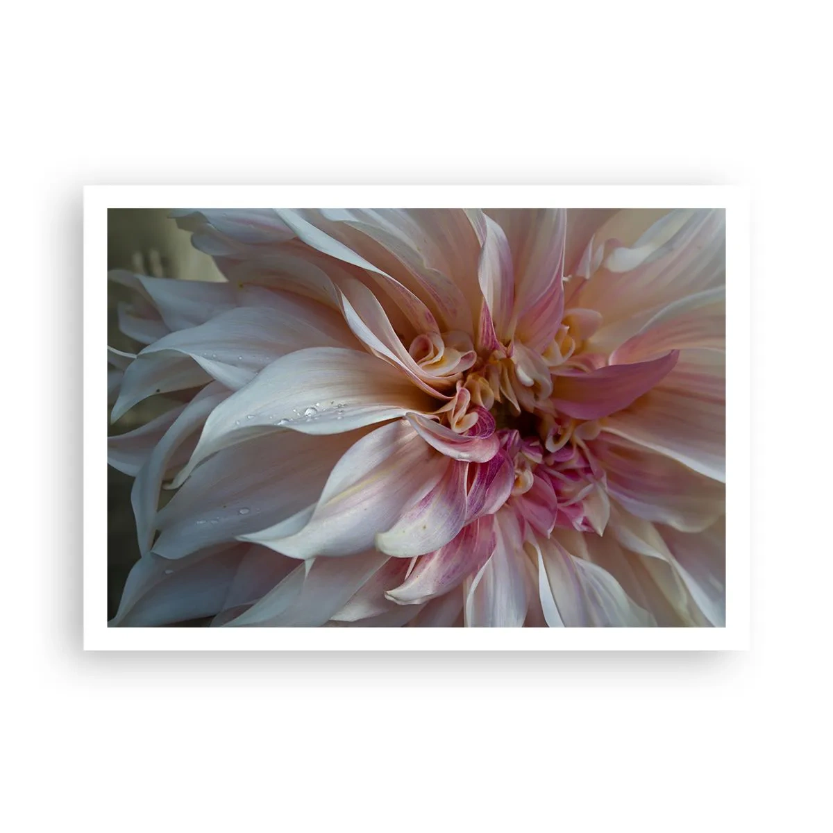 Poster - Primo piano di delicati petali di fiori rosa con gocce d'acqua - 100x70cm - Freschezza in fiore - Decorazione murale moderna per soggiorno e camera da letto ARTTOR