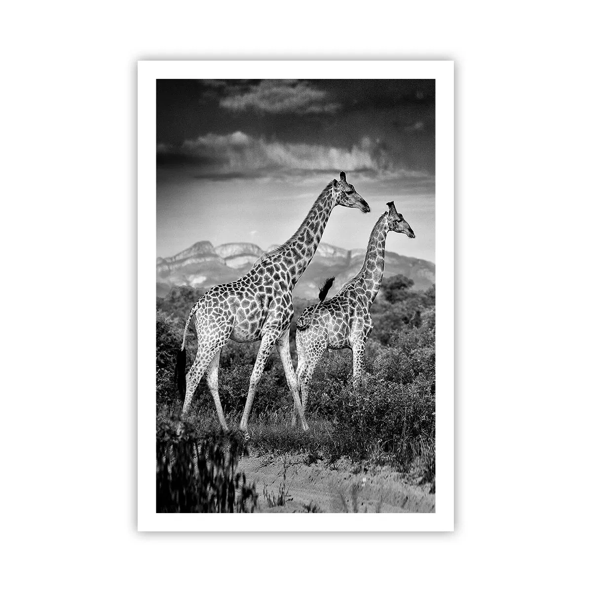 Poster - Alta classe in Africa - 61x91 cm