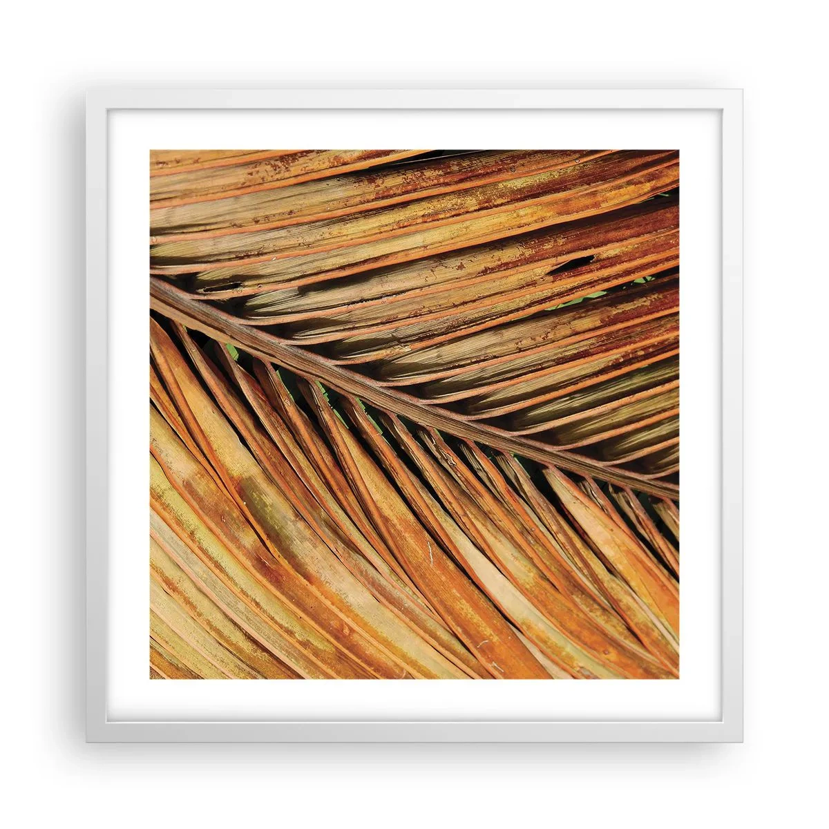 Poster in cornice bianca - Oro di cocco - 50x50 cm