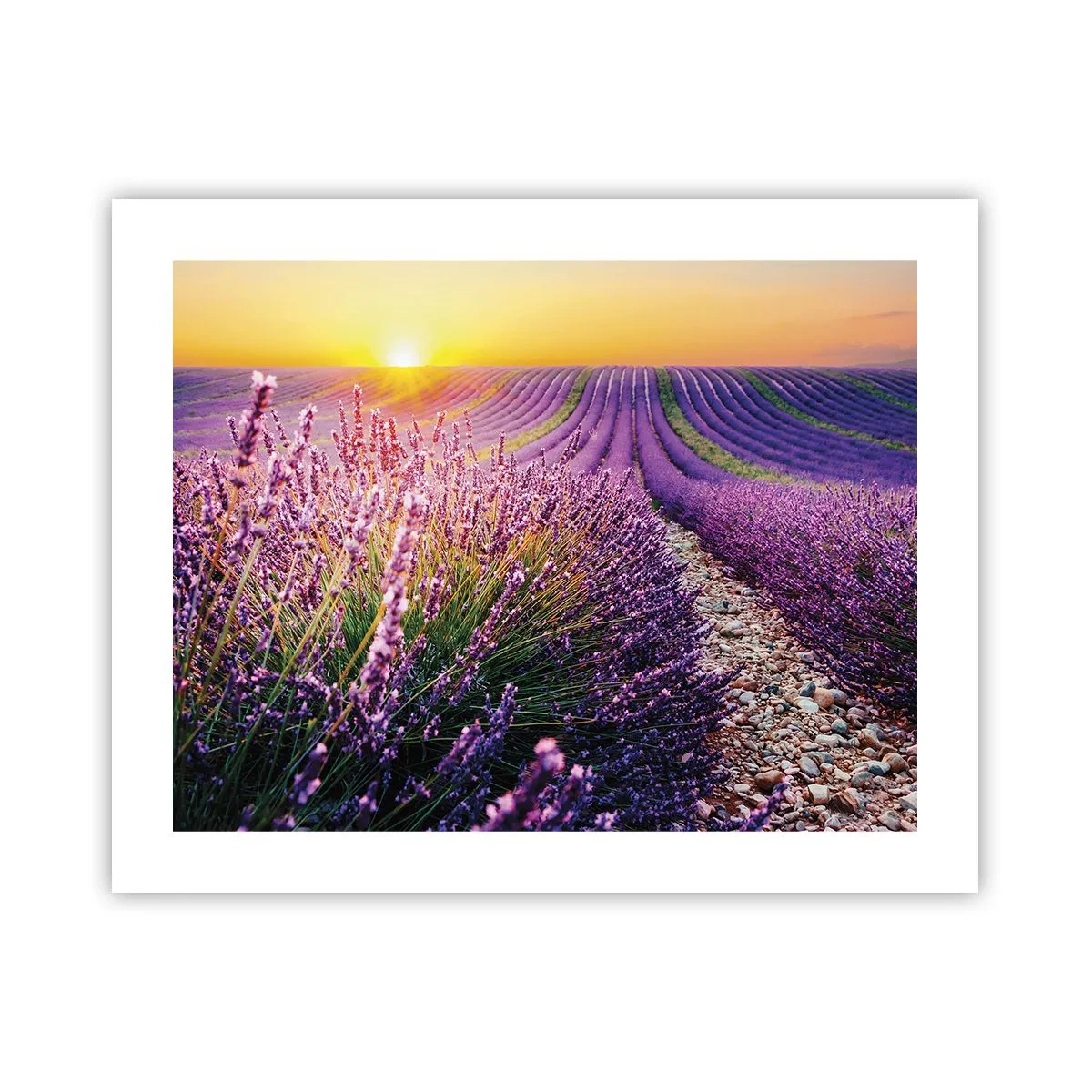 Poster - Campo profumato - 50x40 cm