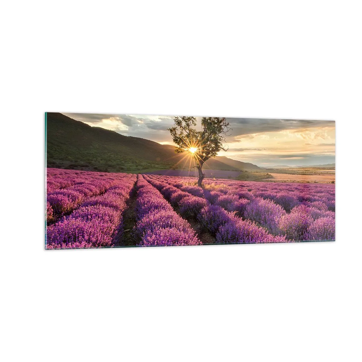 Quadro su vetro - Aroma di colore lilla - 100x40 cm