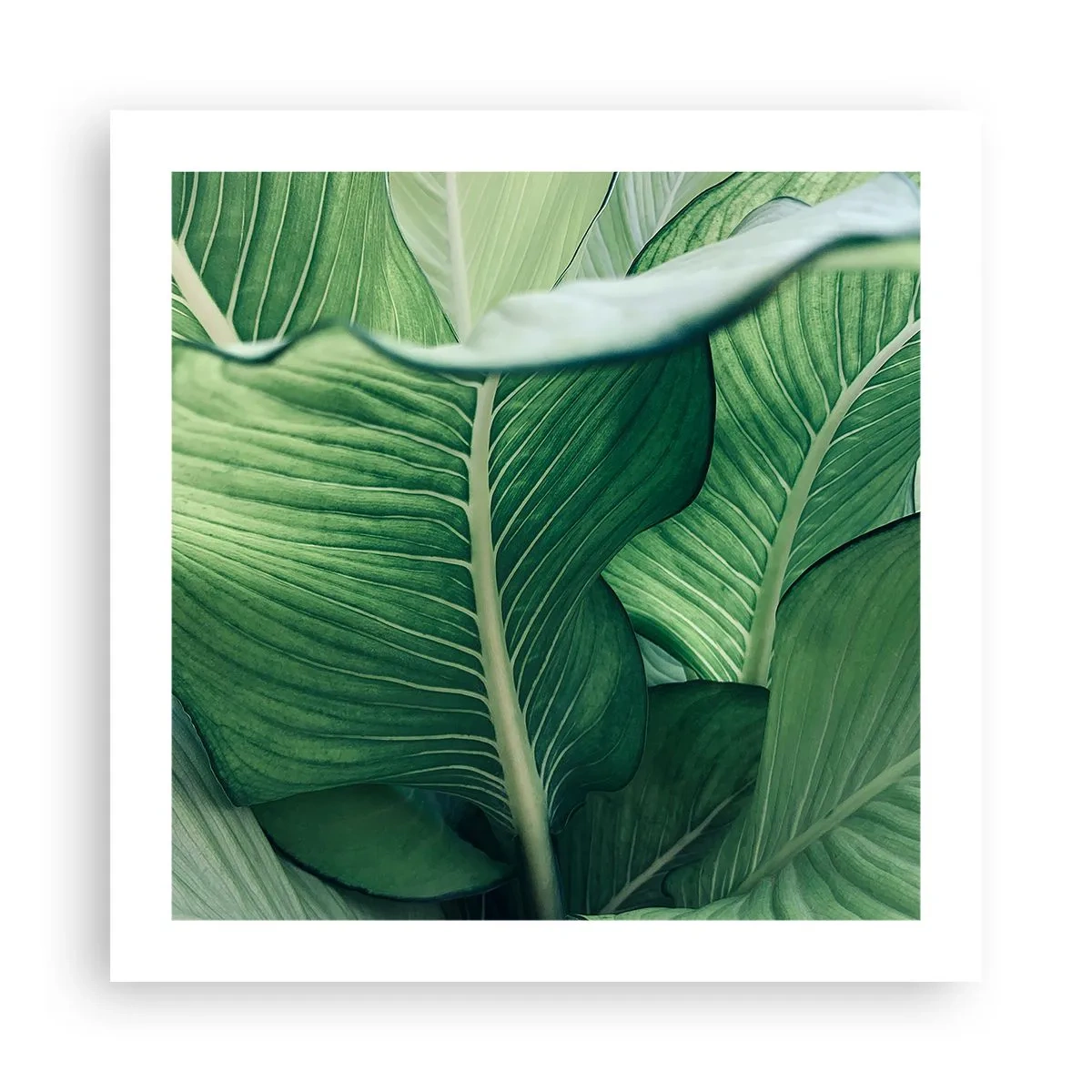 Poster - Una vita intensamente verde - 50x50 cm