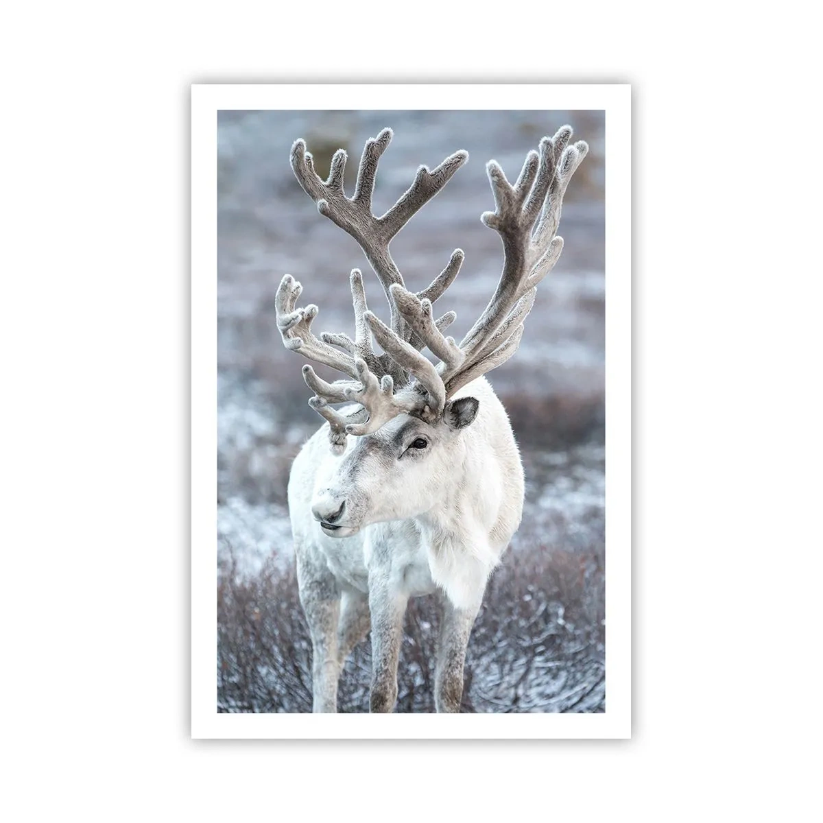 Poster - Ritratto al sole - 61x91 cm