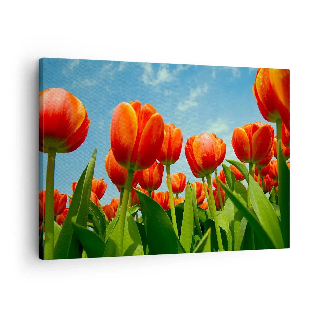 Quadro su tela - Stampe su Tela - A loro non serve nulla oltre al cielo azzurro - 70x50 cm