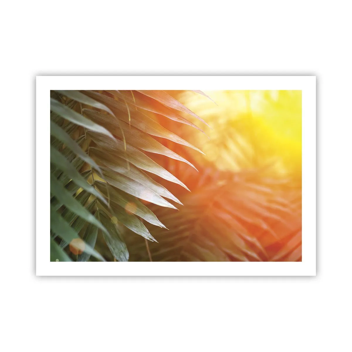 Poster - L'alba nella giungla - 70x50 cm