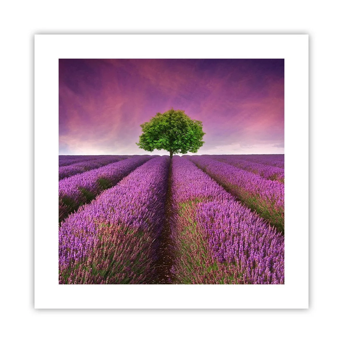 Poster - Sui campi di lavanda - 40x40 cm