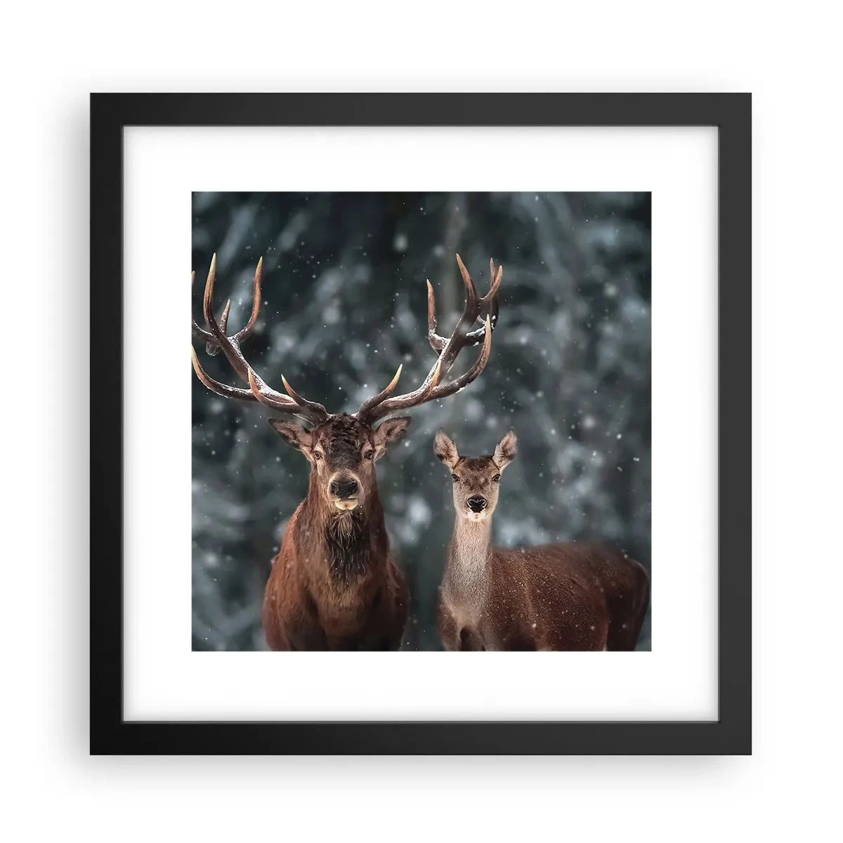 Poster in cornice nera - Il re della foresta con la consorte - 30x30 cm
