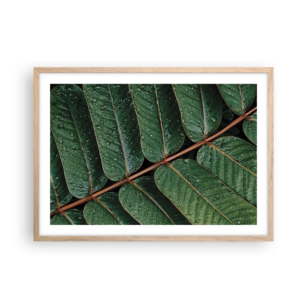 Poster in cornice rovere chiaro - Al ritmo verde - 70x50 cm