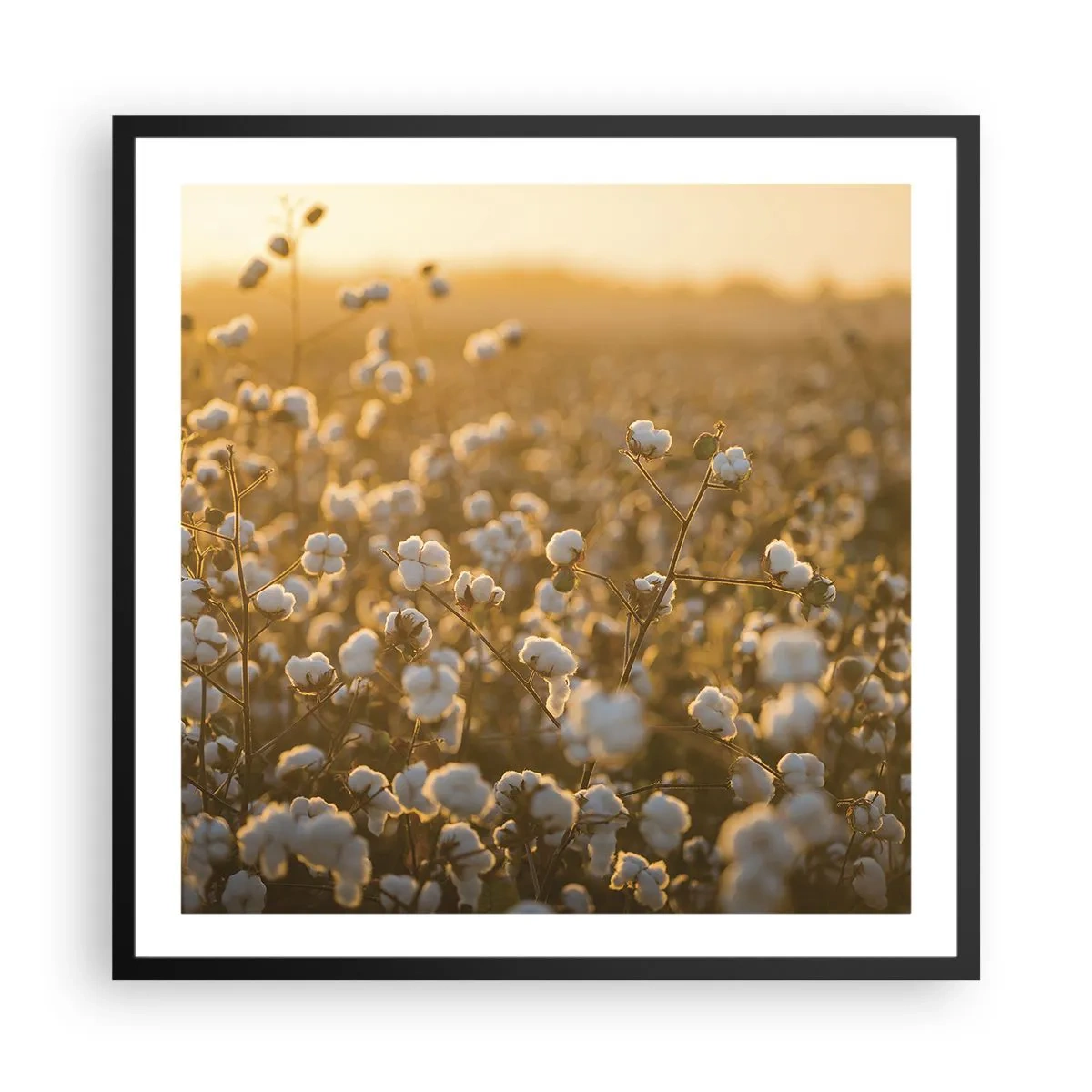 Poster in cornice nera - Campo di morbidezza - 60x60 cm