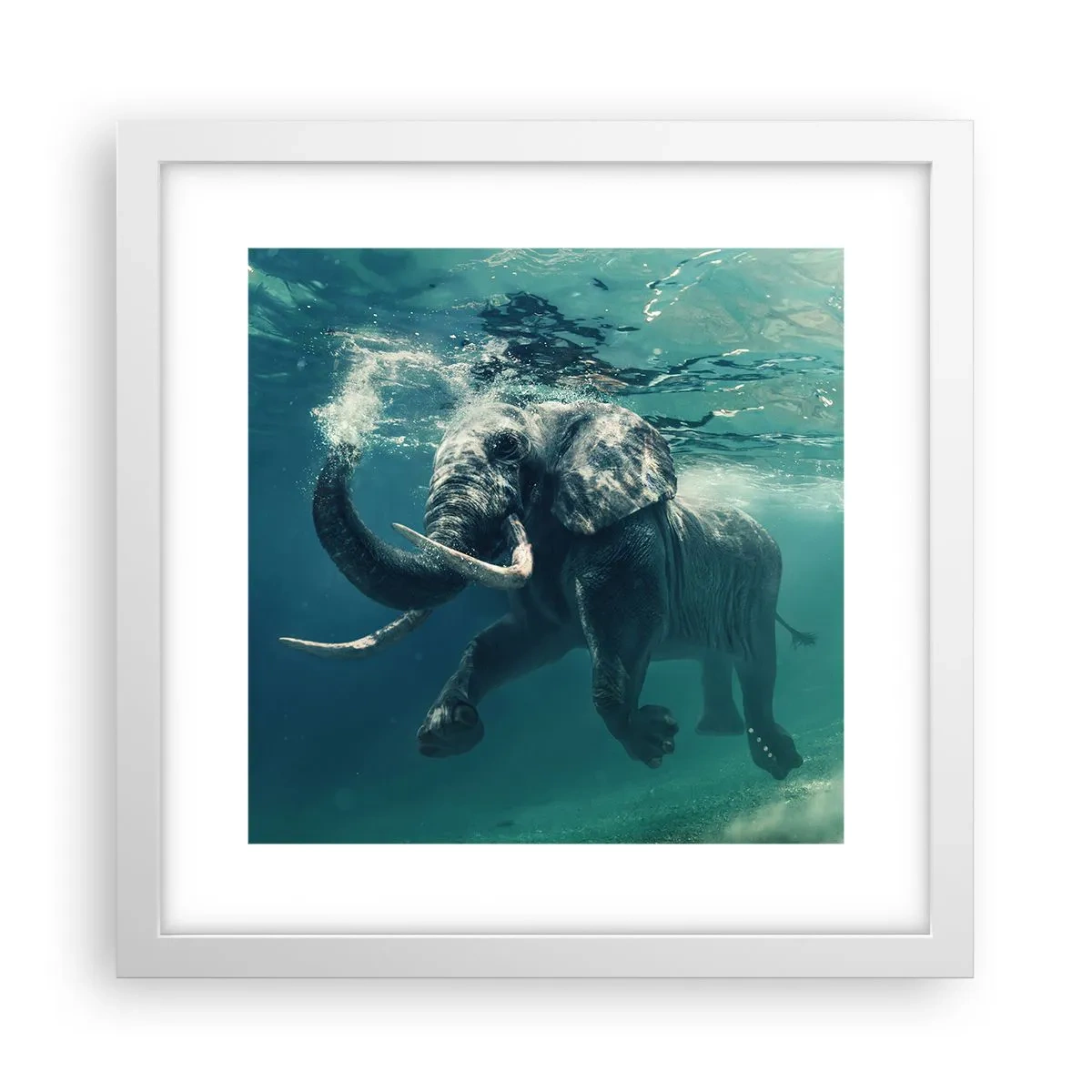 Poster in cornice bianca - Tutti amano nuotare - 30x30 cm