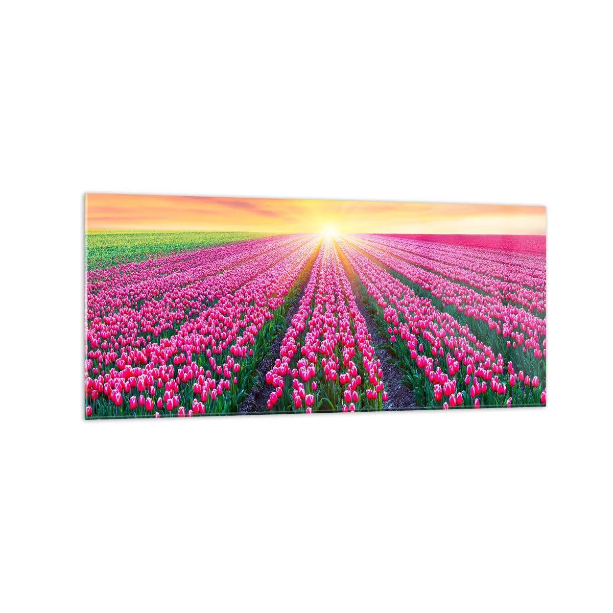 Quadro su vetro - Un campo di tulipani al tramonto - 120x50cm - La fattoria della bellezza - Decorazione murale moderna per soggiorno e camera da letto ARTTOR