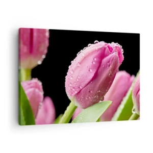 Quadro su tela - Stampe su Tela - Tulipano rosa con gocce d'acqua su sfondo nero - 70x50cm - Sogno lilla nella rugiada - Decorazione murale moderna per soggiorno e camera da letto ARTTOR