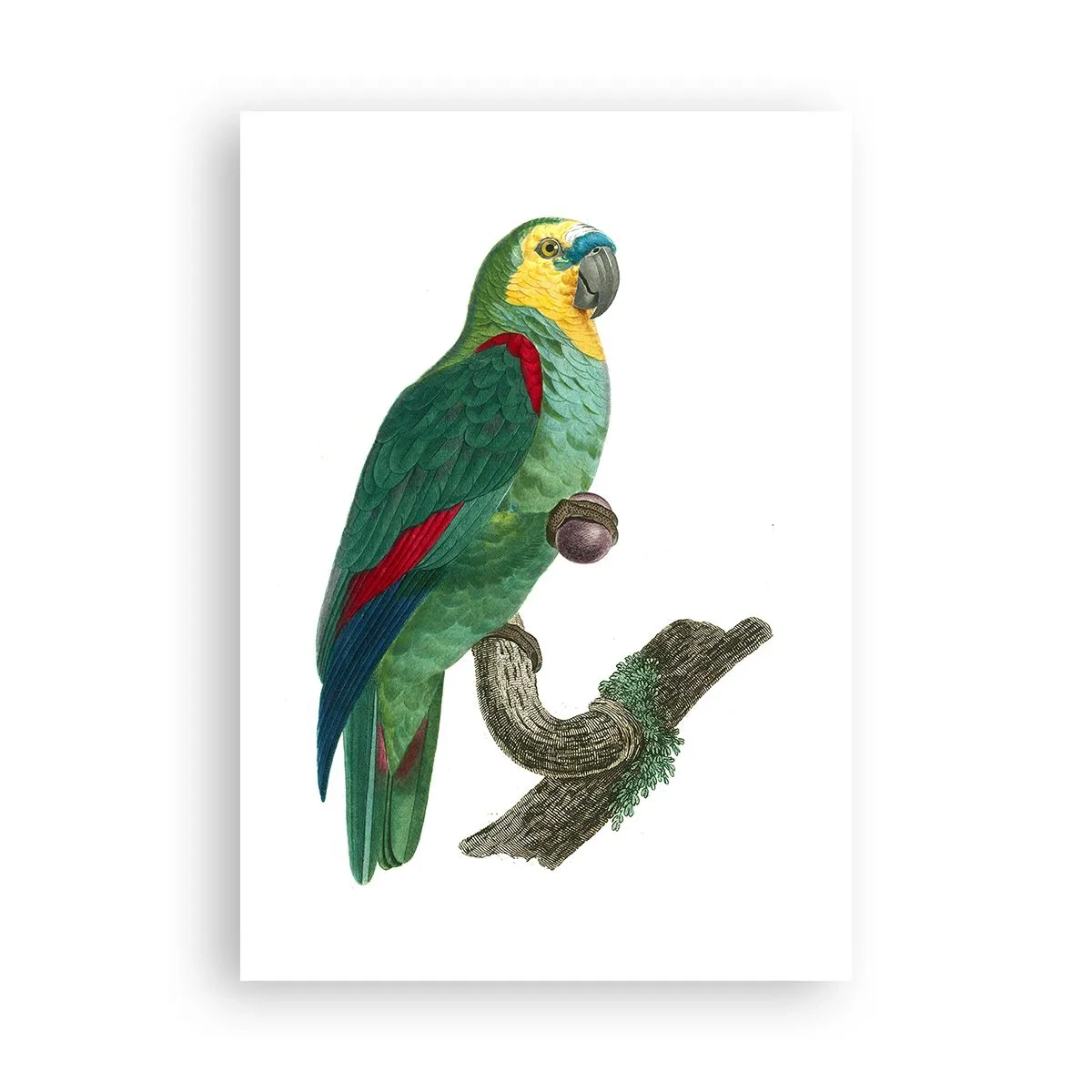 Poster - Ritratto di pappagallo - 70x100 cm