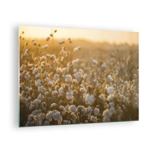 Quadro su vetro - Campo di cotone al tramonto - 70x50cm - Campo di morbidezza - Decorazione murale moderna per soggiorno e camera da letto ARTTOR