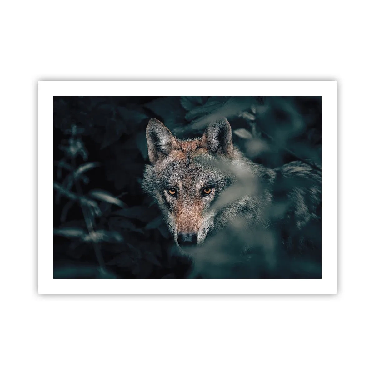 Poster - Cacciatore - 70x50 cm