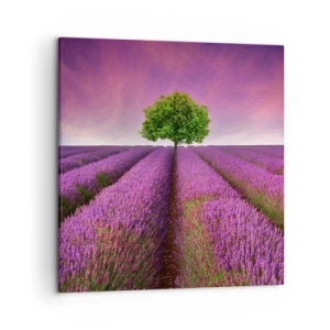 Quadro su tela - Stampe su Tela - Sui campi di lavanda - 50x50 cm