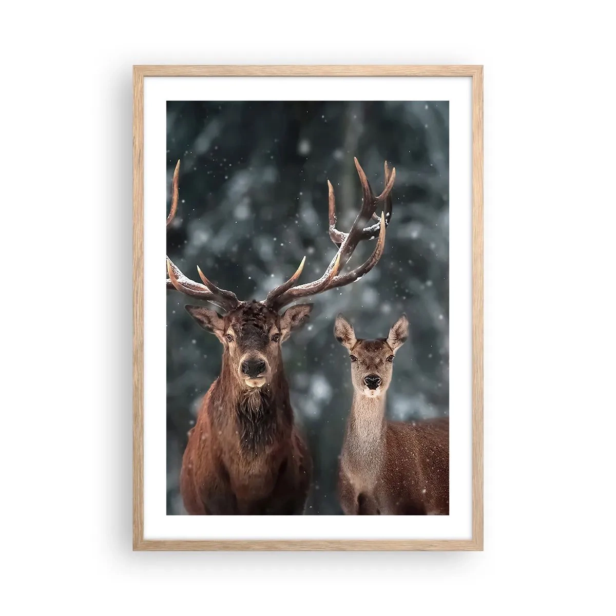 Poster in cornice rovere chiaro - Il re della foresta con la consorte - 50x70 cm
