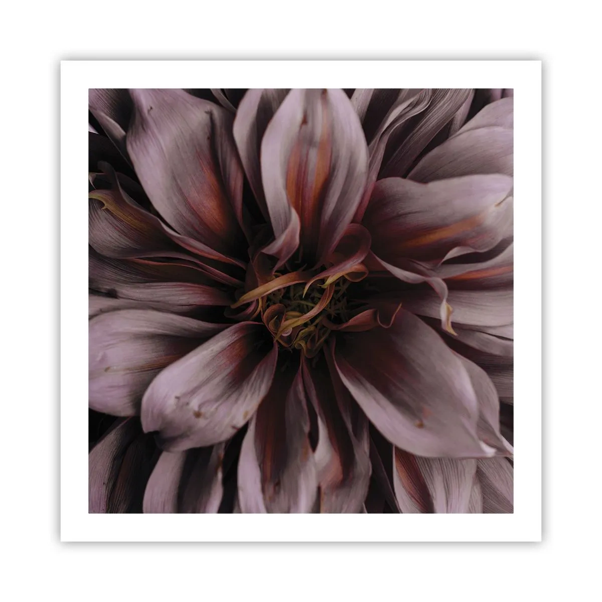 Poster - Cuore d'aprile - 60x60 cm