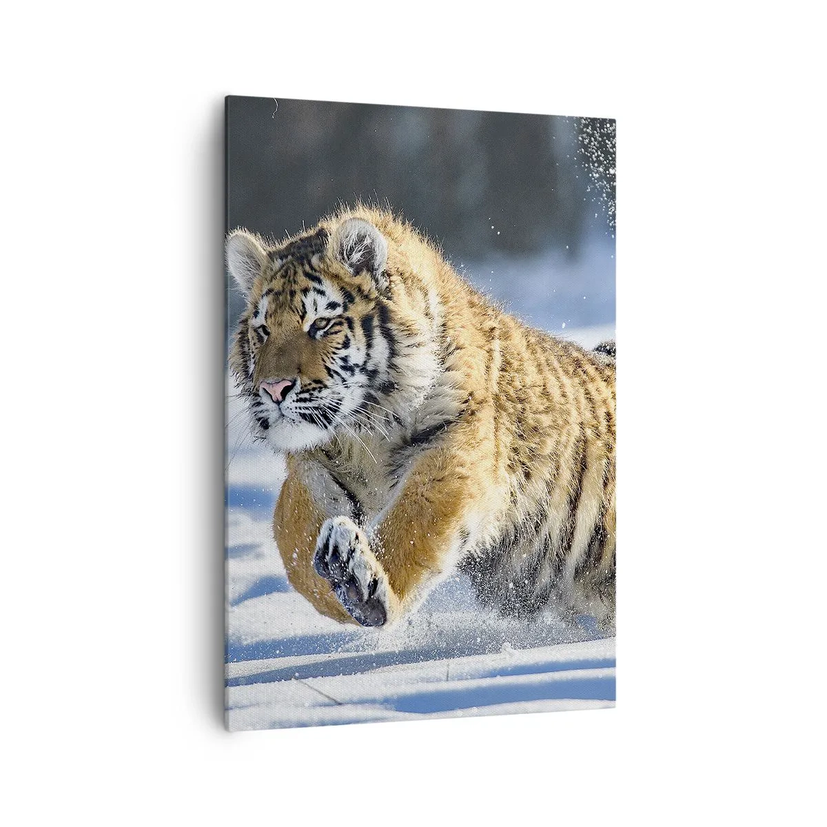 Quadro su tela - Stampe su Tela - Una tigre siberiana che corre in un paesaggio innevato - 70x100cm - La dea della taiga siberiana - Decorazione murale moderna per soggiorno e camera da letto ARTTOR