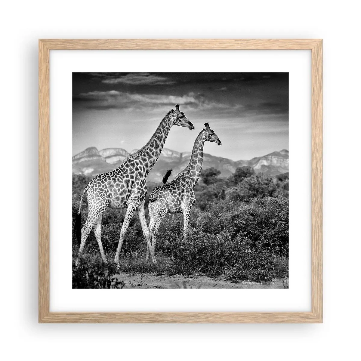 Poster in cornice rovere chiaro - Alta classe in Africa - 40x40 cm