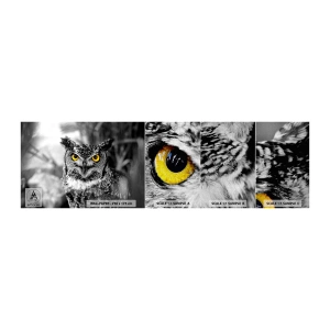 Campione di Fotomurale Premium Canvas - Non si può nascondere niente - Uccelli, Gufo, Natura - 100x30 cm
