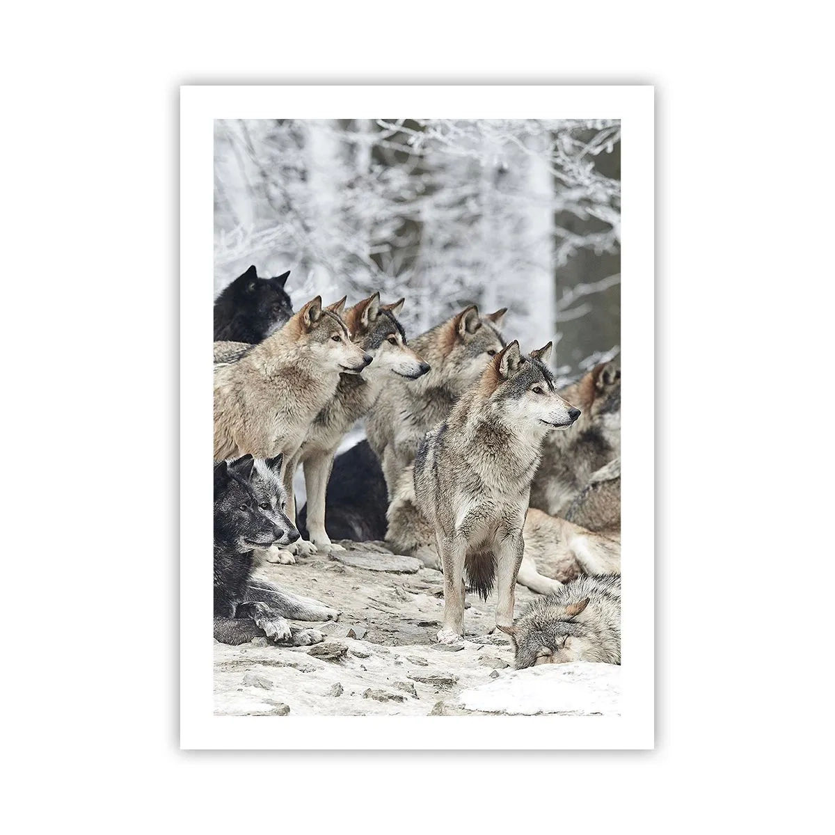 Poster - Un gruppo di lupi nella foresta invernale - 50x70cm - Famiglia e amici - Decorazione murale moderna per soggiorno e camera da letto ARTTOR