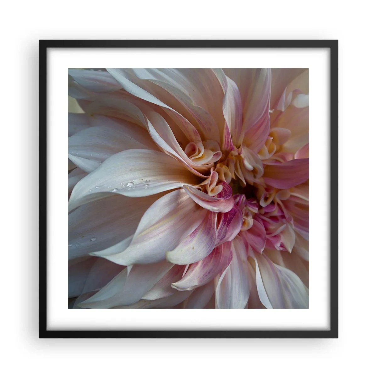 Poster in cornice nera - Freschezza in fiore - 50x50 cm
