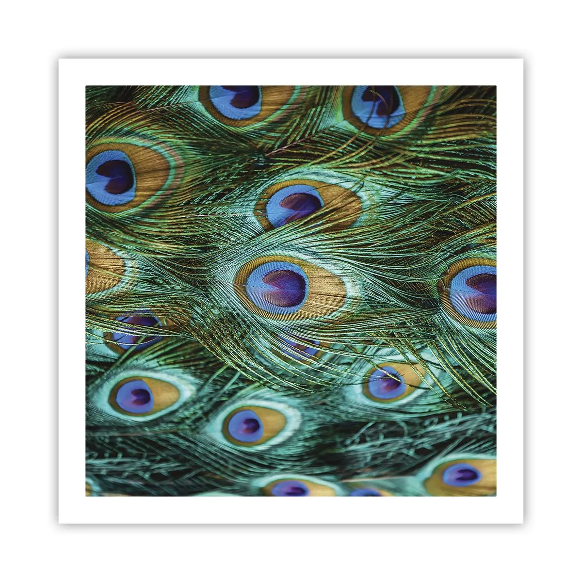 Poster - Lo sguardo del pavone - 60x60 cm