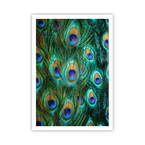 Poster - Lo sguardo del pavone - 70x100 cm