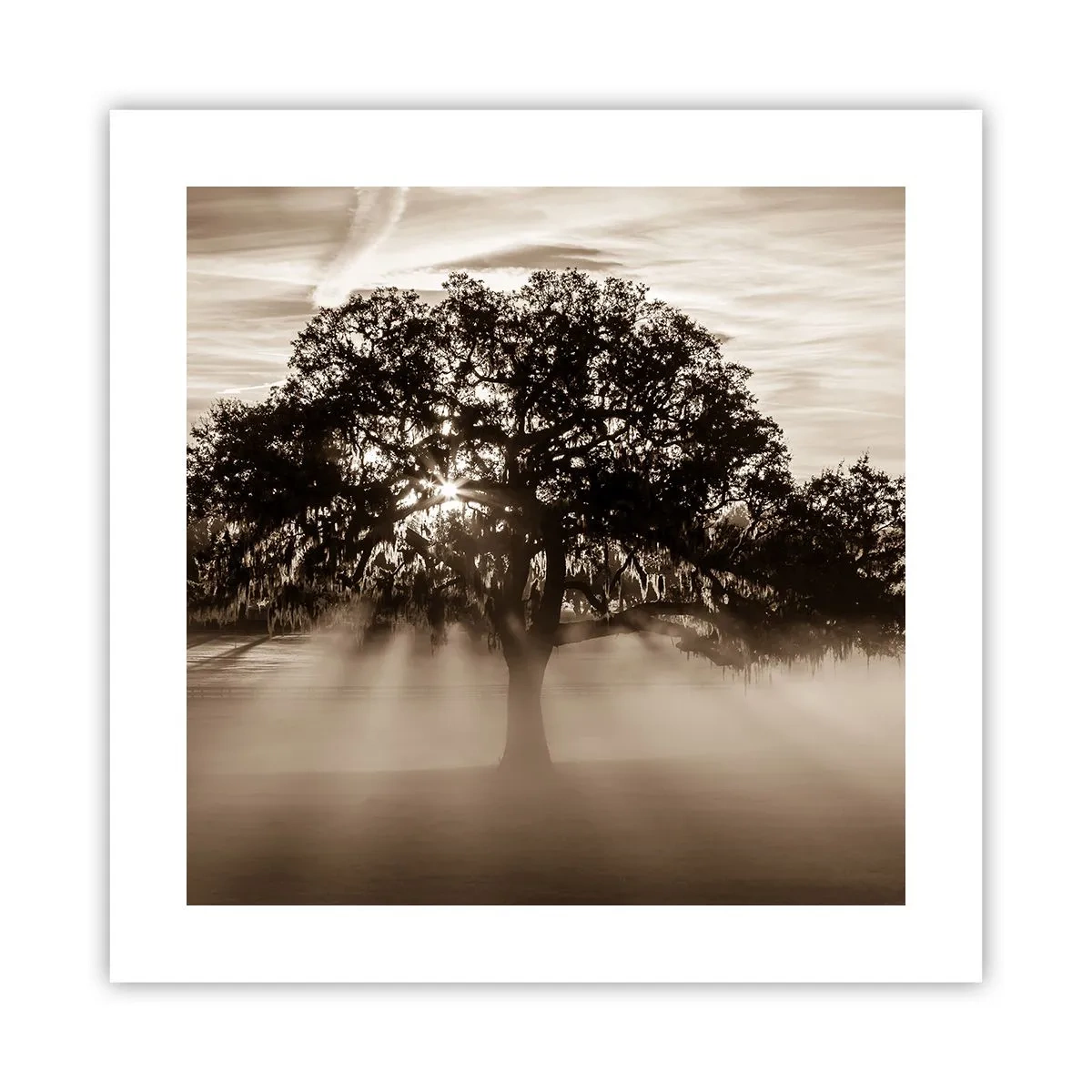Poster - L'albero delle sole buone notizie - 40x40 cm