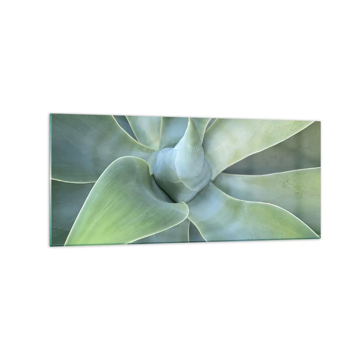 Quadro su vetro - Foglie di agave delicate in tonalità di verde - 120x50cm - La nascita del verde - Decorazione murale moderna per soggiorno e camera da letto ARTTOR