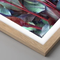 Rovere chiaro