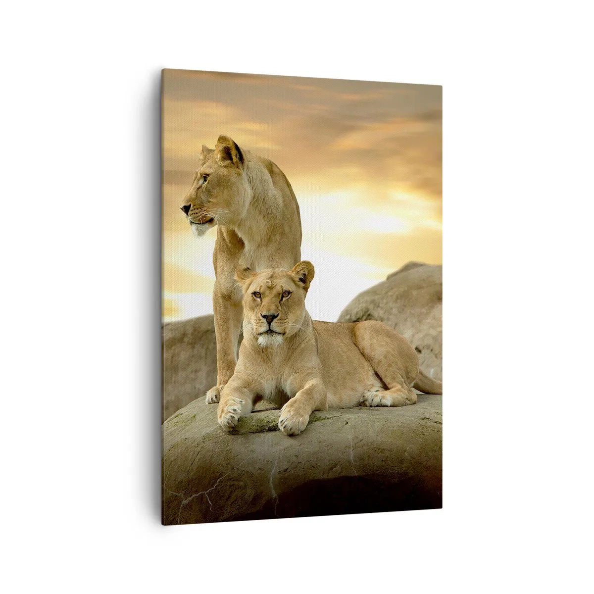 Quadro su tela - Stampe su Tela - Due leonesse riposano su una roccia durante il tramonto - 70x100cm - Maestà reale - Decorazione murale moderna per soggiorno e camera da letto ARTTOR