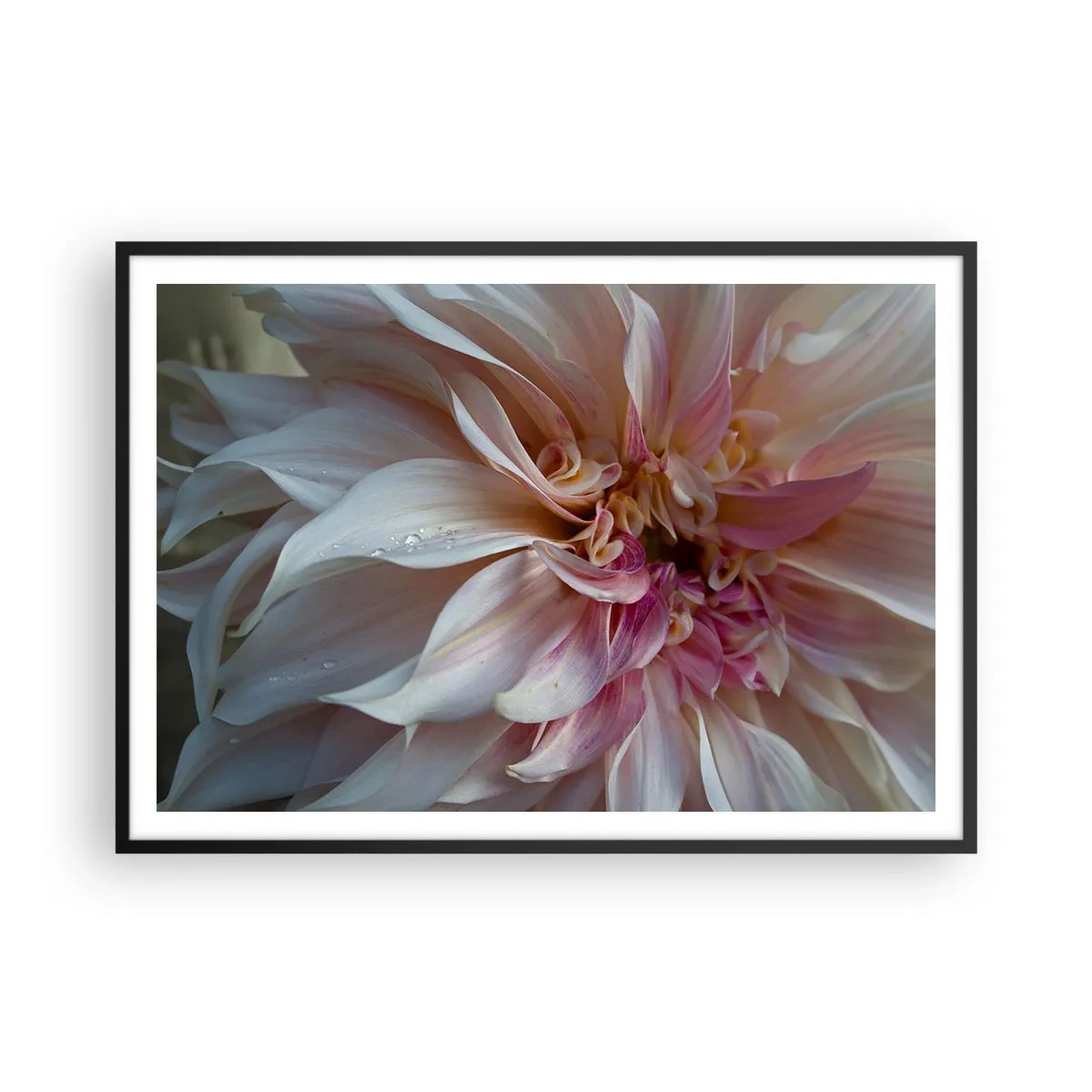 Poster in cornice nera - Primo piano di delicati petali di fiori rosa con gocce d'acqua - 100x70cm - Freschezza in fiore - Decorazione murale moderna per soggiorno e camera da letto ARTTOR