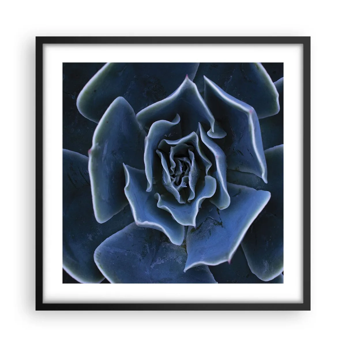 Poster in cornice nera - Fiore del deserto - 50x50 cm