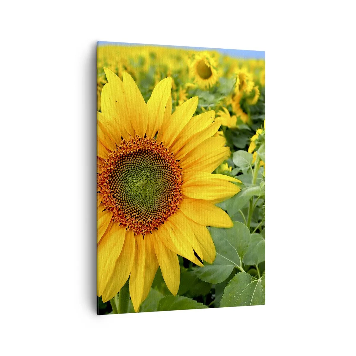 Quadro su tela - Stampe su Tela - Un campo di girasoli con fiori gialli su uno sfondo di foglie verdi - 70x100cm - Centinaia di soli ardono - Decorazione murale moderna per soggiorno e camera da letto ARTTOR